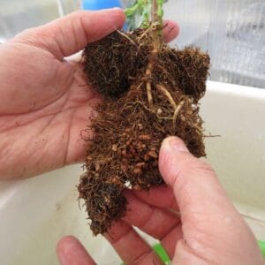 Captura de tela 2024 07 05 094941