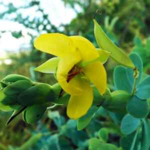 Bactéria no Solo Aumenta Atratividade das Flores para Polinizadores, Revela Pesquisa