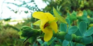 Bactéria no Solo Aumenta Atratividade das Flores para Polinizadores, Revela Pesquisa Bactéria no Solo Aumenta Atratividade das Flores para Polinizadores, Revela Pesquisa