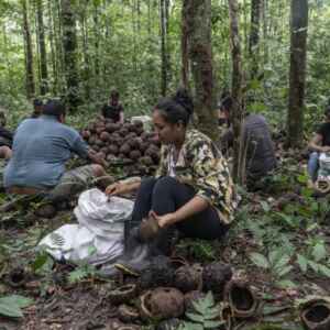 Programa Florestas Produtivas Objetiva Mais Alimentos e Restauração Florestal