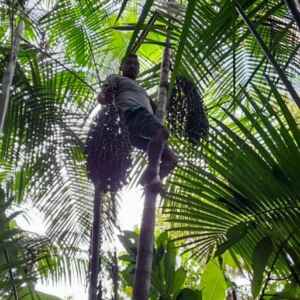 Duas Cidades do Marajó Estão Entre as 10 Maiores Produtoras de Açaí do Brasil