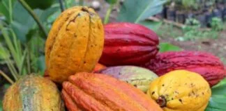 Três novas espécies de cacau silvestre são descobertas na Amazônia Três novas espécies de cacau silvestre são descobertas na Amazônia