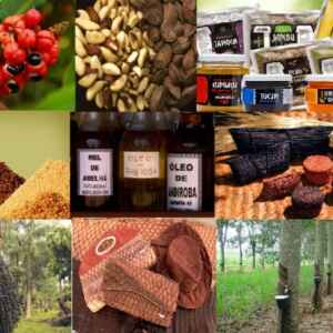 Centro Desenvolve Novos Modelos de Negócio com Biodiversidade Amazônica