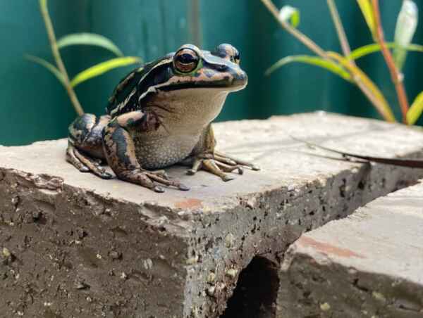 Captura de tela 2024 07 10 111936