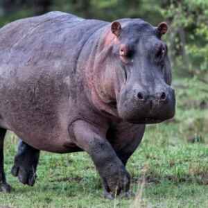 Cientistas Descobrem Quando Hipopótamos “Voam”