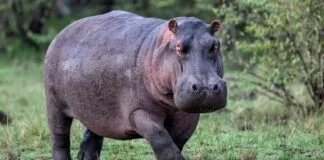 Cientistas Descobrem Quando Hipopótamos "Voam" Cientistas Descobrem Quando Hipopótamos "Voam"
