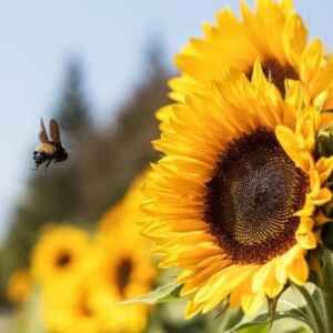 Estudo identifica as melhores plantas para a saúde e conservação das abelhas