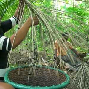 Belém Promove Conexão entre Empreendedores da Bioeconomia da Amazônia e Investidores