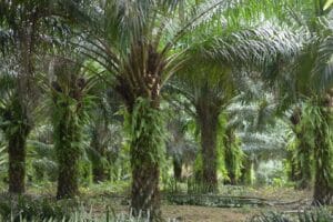 Captura-de-tela-2024-07-15-152746-300x200 A Importância da Recuperação de Áreas Degradadas no Enfrentamento das Mudanças Climáticas