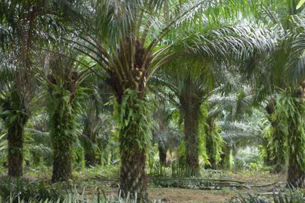 Captura de tela 2024 07 15 152746