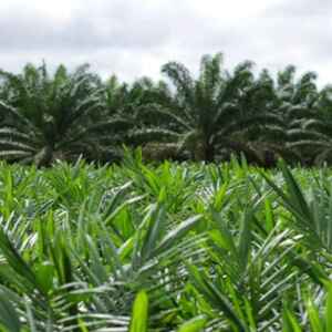 A Importância da Recuperação de Áreas Degradadas no Enfrentamento das Mudanças Climáticas