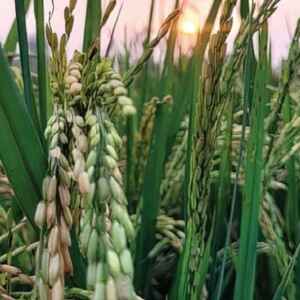 Startup ajuda agricultores a reduzir emissões de metano no cultivo do arroz