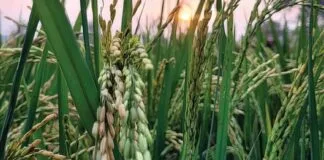 Startup ajuda agricultores a reduzir emissões de metano no cultivo do arroz Startup ajuda agricultores a reduzir emissões de metano no cultivo do arroz