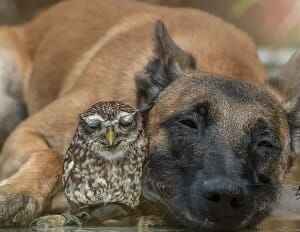 Os animais têm amigos?