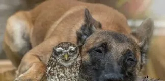 Os animais têm amigos? Os animais têm amigos?