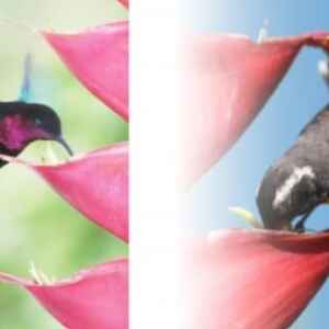 Furacão Maria Transforma Polinização de Flores no Caribe furacão