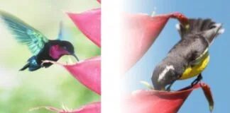 Furacão Maria Transforma Polinização de Flores no Caribe furacão
