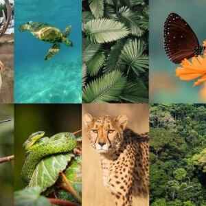 Metas Climáticas Exigem Investimento de US$ 4 Trilhões Até 2030 trilhões