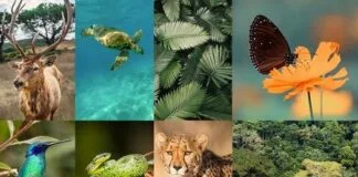 Metas Climáticas Exigem Investimento de US$ 4 Trilhões Até 2030 trilhões