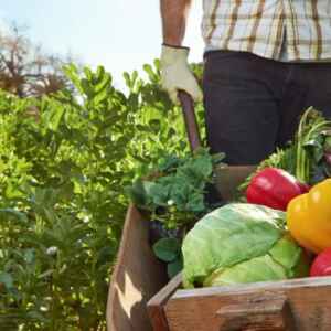 Plano Safra 2024/2025 é o Maior Já Operado Pelo BNDES, Com R$ 66,5 bilhões