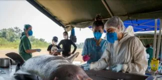 Pesquisadores Alertam para Aquecimento Generalizado das Águas na Amazônia Pesquisadores Alertam para Aquecimento Generalizado das Águas na Amazônia