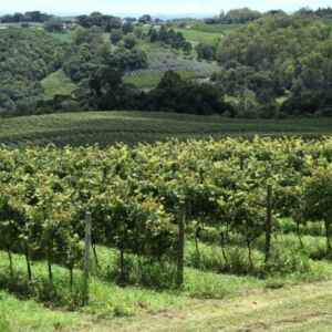Benefícios da preservação de florestas nativas ao redor de áreas agrícolas