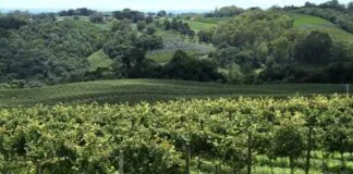 Benefícios da preservação de florestas nativas ao redor de áreas agrícolas Benefícios da preservação de florestas nativas ao redor de áreas agrícolas