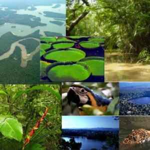 BASF Promove Diálogo Sobre Sustentabilidade na Amazônia em Evento Pré-COP30