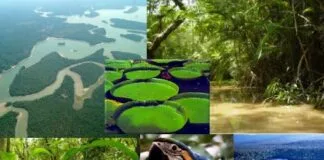 BASF Promove Diálogo Sobre Sustentabilidade na Amazônia em Evento Pré-COP30 BASF Promove Diálogo Sobre Sustentabilidade na Amazônia em Evento Pré-COP30