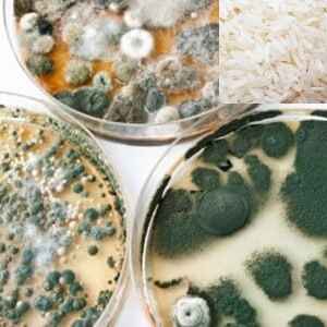 Pesquisadores da USP identificam altos níveis de toxinas fúngicas em farinha e arroz