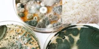 Pesquisadores da USP identificam altos níveis de toxinas fúngicas em farinha e arroz Pesquisadores da USP identificam altos níveis de toxinas fúngicas em farinha e arroz