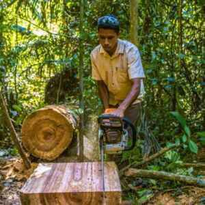 Árvores Caídas na Amazônia Se Transformam em Móveis e Obras de Arte