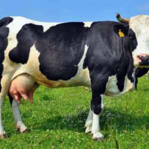 Manteiga feita de CO2 tem mesmo sabor da originada de vaca