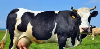 Manteiga feita de CO2 tem mesmo sabor da originada de vaca Manteiga feita de CO2 tem mesmo sabor da originada de vaca