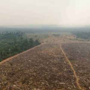Demanda do centro-sul do Brasil impacta mais o desmatamento da Amazônia do que exportações
