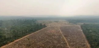 Demanda do centro-sul do Brasil impacta mais o desmatamento da Amazônia do que exportações Demanda do centro-sul do Brasil impacta mais o desmatamento da Amazônia do que exportações