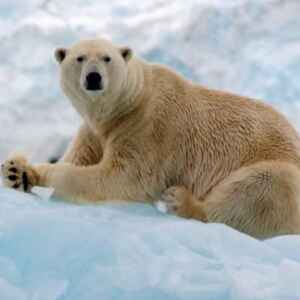 Tecnologia no Rastreamento de Ursos Polares Contribui Para a Mitigação do Aquecimento Global