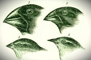 Captura-de-tela-2024-07-22-173716-300x198 "A Evolução é Mais Rápida do que Darwin Imaginava": Rosemary Grant