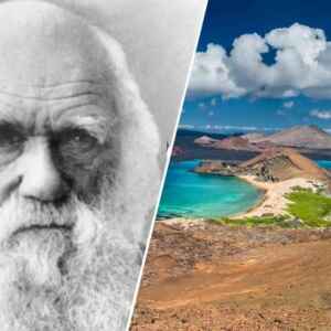 “A Evolução é Mais Rápida do que Darwin Imaginava”: Rosemary Grant