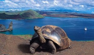 Captura-de-tela-2024-07-22-175035-300x176 "A Evolução é Mais Rápida do que Darwin Imaginava": Rosemary Grant