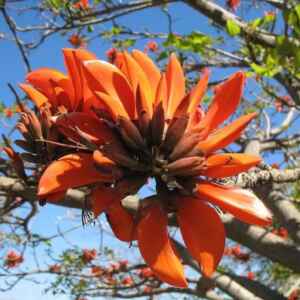 Botânicos Votam para Remover Referências Racistas dos Nomes Científicos das Plantas