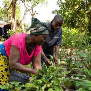 Estudo da Universidade de Notri Dame conclui que uso de recursos florestais fortalece segurança alimentar estudo