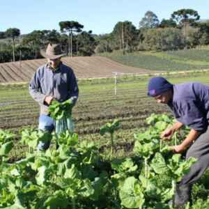 Pronaf Investe R$ 59,6 Bilhões na Agricultura Familiar, Aumento de 12,1% em Relação a 2022/2023