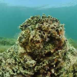 O oceano está se tornando barulhento demais para as ostras ostras