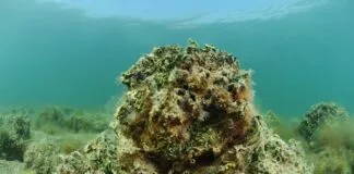 O oceano está se tornando barulhento demais para as ostras ostras