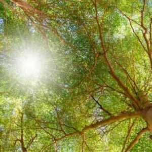 Regeneração Natural de Florestas Pode Ser Melhor que Plantio de Árvores, Diz Estudo árvores