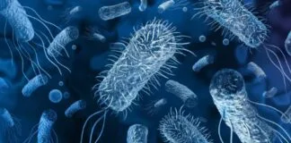 Produção de Polímero Biodegradável Através de Microrganismos Consumidores de Metano Produção de Polímero Biodegradável Através de Microrganismos Consumidores de Metano