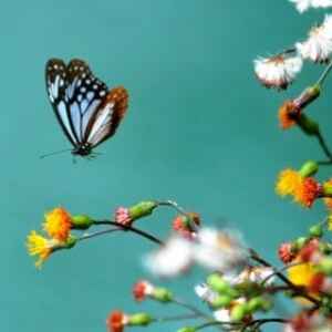 Borboletas e Mariposas Usam Eletricidade Estática Para Atrair Pólen borboletas