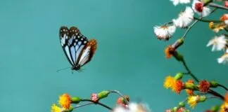 Borboletas e Mariposas Usam Eletricidade Estática Para Atrair Pólen borboletas