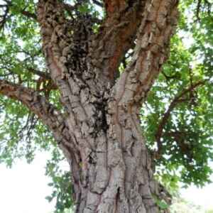 Microrganismos que Habitam nas Cascas das Árvores Removem Metano da Atmosfera